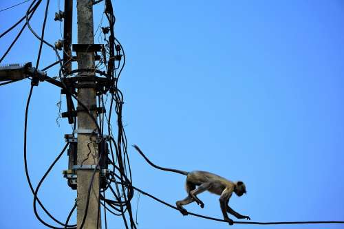 India Electricity Monkey Tight-Rope Dangerous