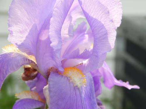 Iris Flower Lavender Purple Light Summer Color
