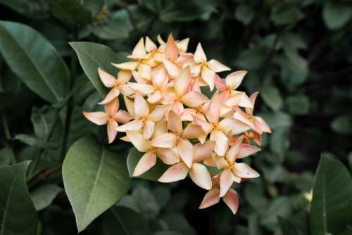 Ixora Flower Yellow Floral Blooming Gloomy