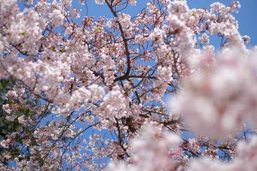 Japan Sakura Spring Flower Cherry Branch Nature