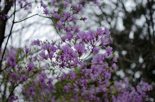 Japan Cherry Blossom Landscape Flowers Sakura