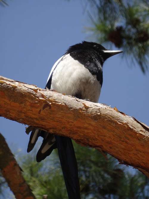 Korea Bird Nature Sky Travel Animal Tree