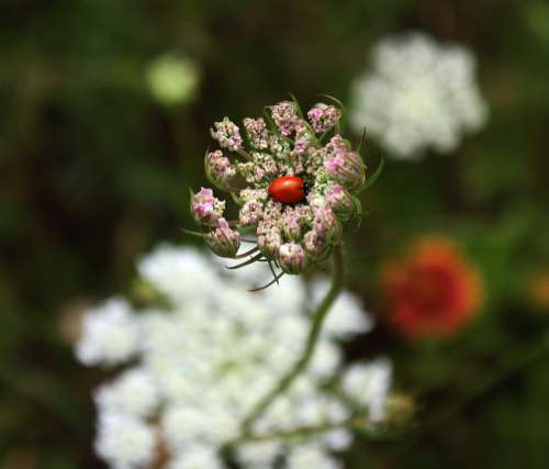 Ladybug Wild Carrot Queen Anne'S Lace Nature