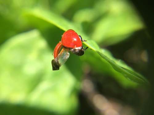 Ladybug Macro Nature Insect Beetle Red Leaf