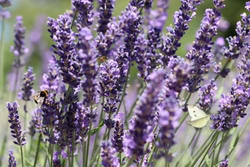 Lavender Flowers Purple Bloom Insect White