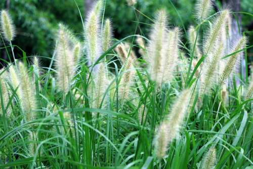 Lawn Grass Weeds Weed Leaf Herb Plant Natural
