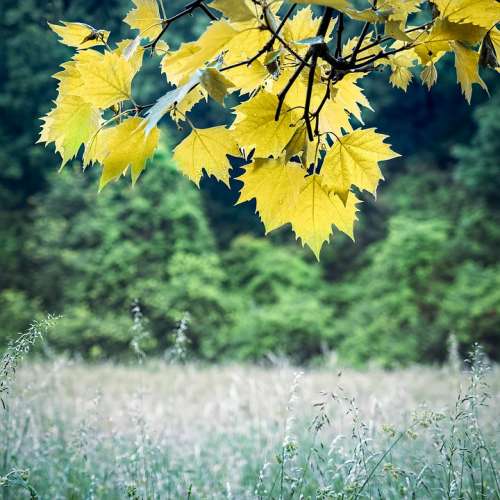 Leaves Tree Field Meadow Vienna Austria Yellow
