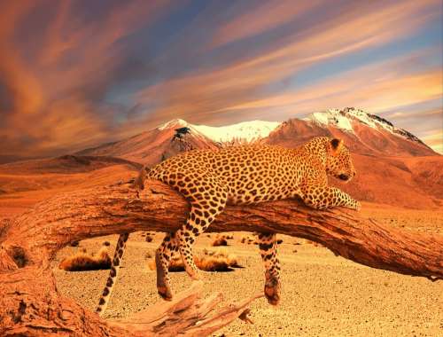Leopard Savanna Landscape Wilderness Predator