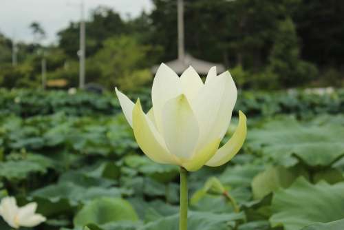 Lotus White Lotus Plants
