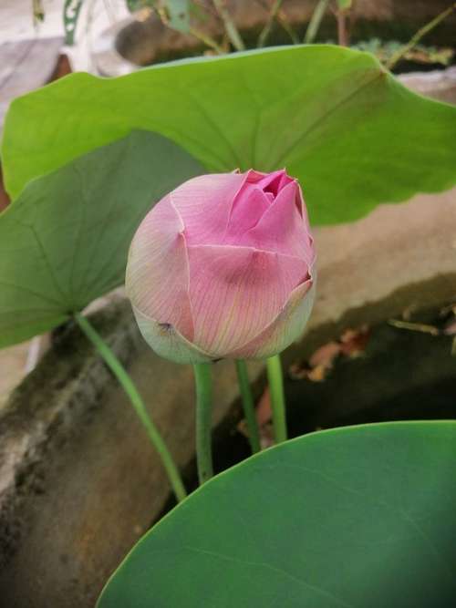 Lotus Flower Flowers Plant Bright Nature Colorful