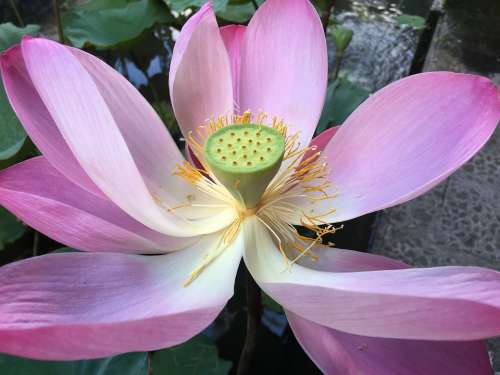 Lotus Flower Bloom Pink Pond