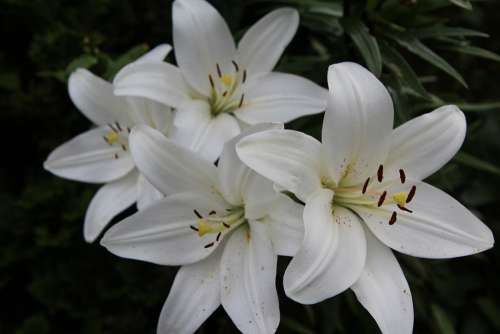 Lys White Lily Botany Flower Flowering