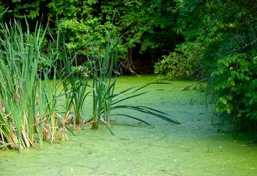 Mare Green Water Plant Marsh Grass Reed Nature