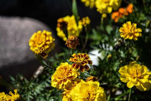 Marigold Yellow Bee Flower Blossom Bloom Garden