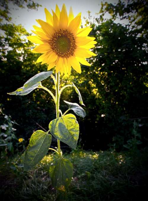 Mini Small Sunflower Sun Side Of The Road Erfurt