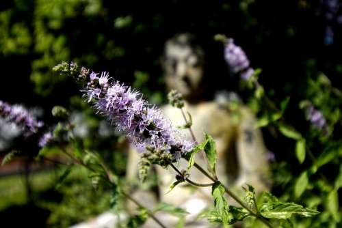 Mint Buddha Summer Herbs Garden Nature Relaxation