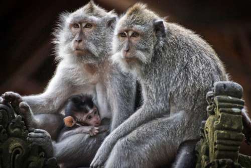 Monkeys Primates Family