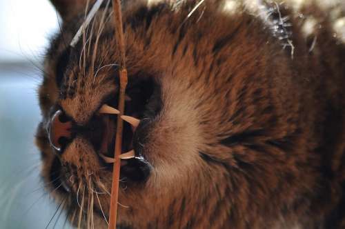 Mouth Fangs Teeth Cat Straw Grass