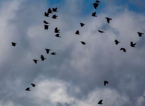 Murder Of Crows Crows Crows In Flight Black Ravens