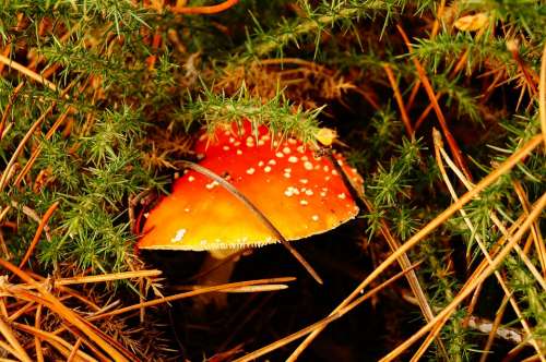 Mushroom Fall Forest Autumn Nature Fungus Fungi