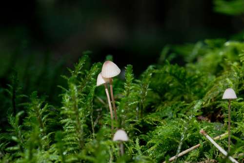 Mushroom Hamid Forest Nature Light Moss Close Up