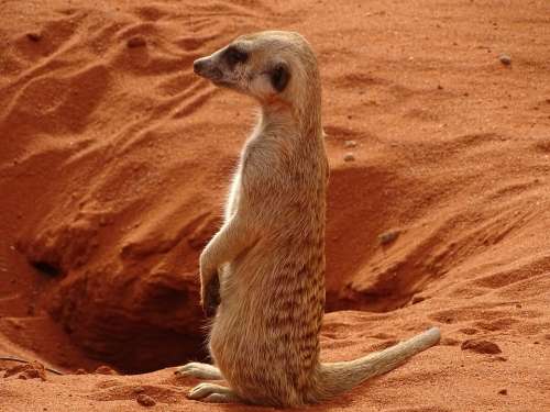 Namibia Meerkat Africa Desert Kalahari Fur