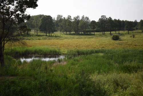 Nature Pond Green Summer Landscape