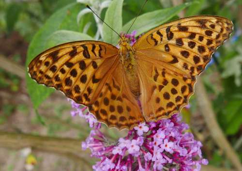 Nature Butterfly Great Spangle Fritillary