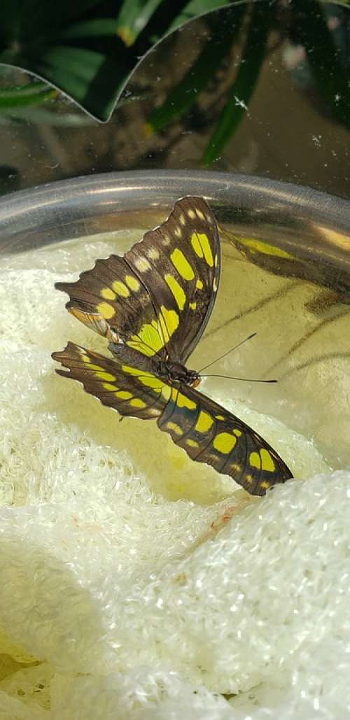 Nature Butterfly Insect Yellow