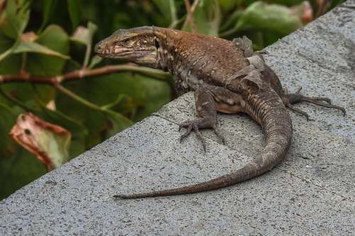 Nature Tenerife Animal Lizard