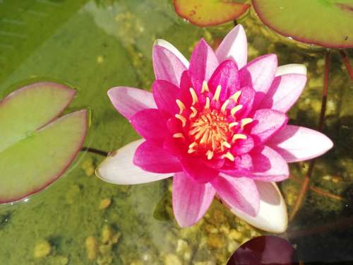 Nuphar Lutea Water Lily Summer Blossom Bloom