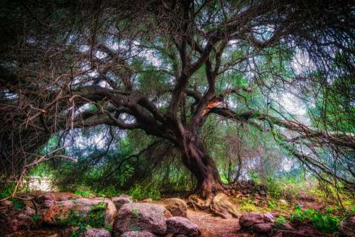 Olive Tree Tree Olivier Old Nature Sign On Tribe