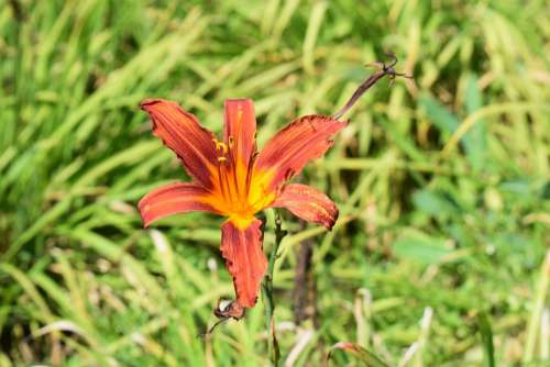 Orange Orange Blossom Drought Nature