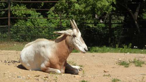 Oryx Oryx Dammah Antelope The Antelope Rare Species
