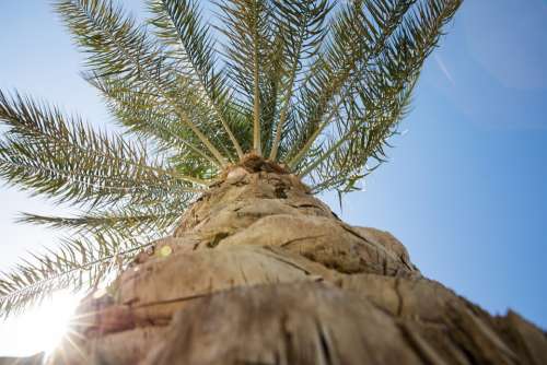 Palm Tree Sky Sun Relax Palm Summer Nature Blue