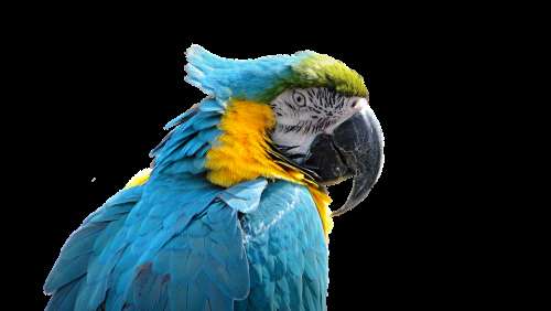 Parrot Bird Ara Exotic Plumage Blue Colored