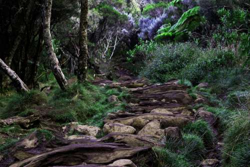 Path Forest Trail Nature Hiking