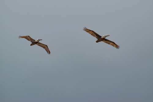 Pelican Bird Nature Flight Wildlife