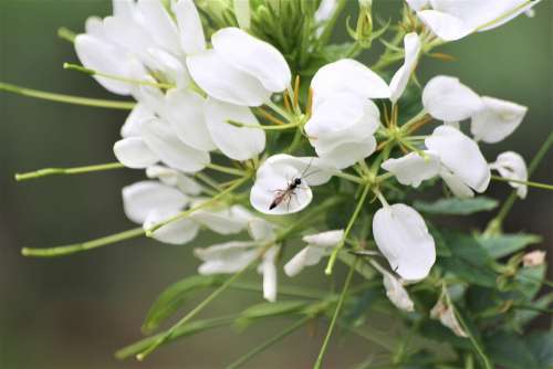 Petals White Fly Walk In The Park Insect Hh