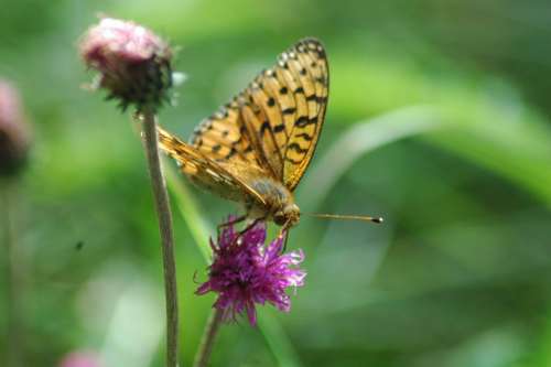 Pic Des Mémises Mountain Butterfly Papillons