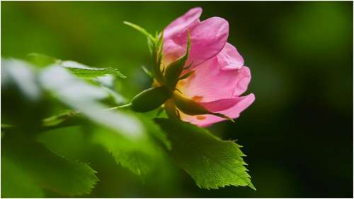 Pink Flowers Romantic Flora Nature Love Beauty