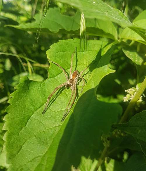 Pisaura Mirabilis Ecology Summer Spider Garden