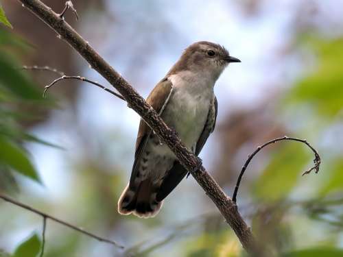 Plaintive Cuckoo Perched Wild Bird Wildlife