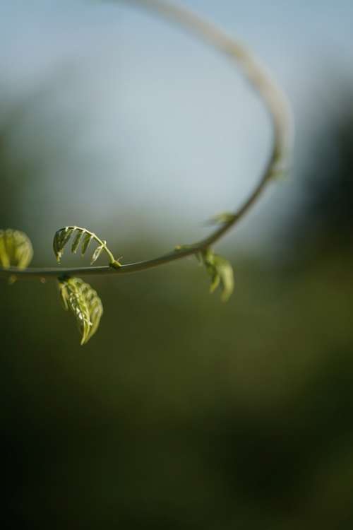 Plant Nature Green Spring Summer Leaves