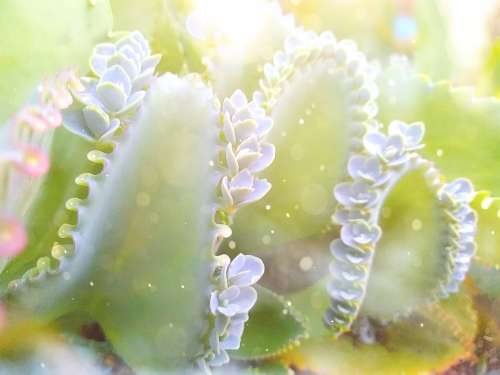 Plant Morning Flower Nature Blossom Flora Bloom