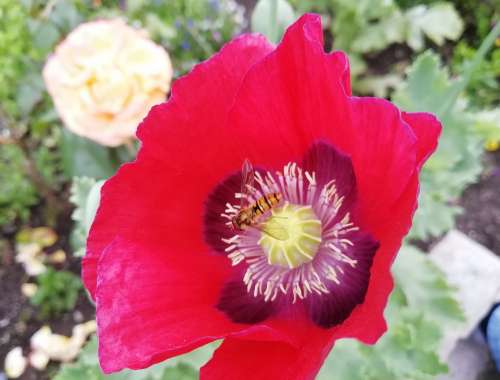 Poppy Red Hoverfly Bloom Flowers One Bright