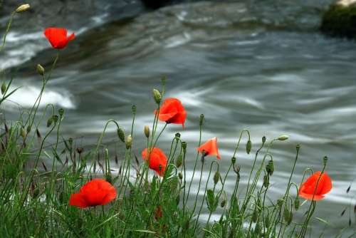 Poppy Blossoming Poppy Water River Creatures Of