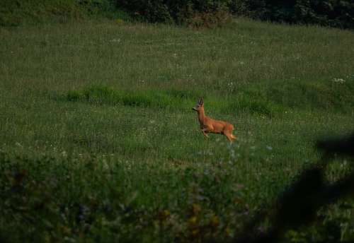 Prato Roe Nature Animal Mammal Forest Cute Field