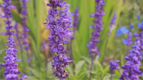 Purple Flowers Lilac Lavender Flowers Nature Flora