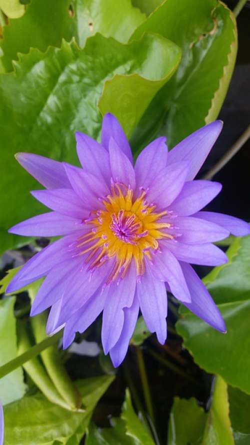 Purple Lotus Lotus Lotus Thai